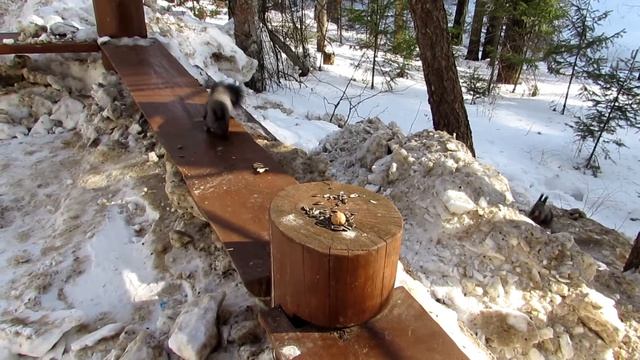 Настоящие белки НИКОГДА не едят вместе смотреть онлайн
