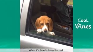 Try Not To Laugh Challenge - Funny Cat & Dog Vines compilation 2017