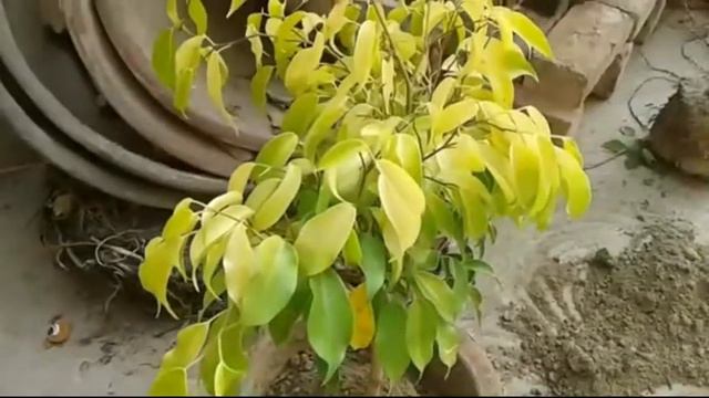 Golden Ficus Repoting#indoorplants