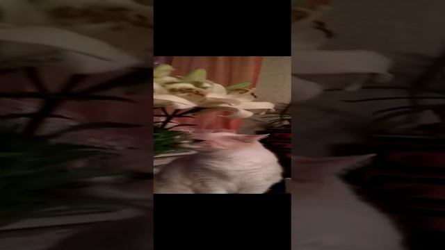 VID-20230123-WA0008.mp4 смотреть онлайн