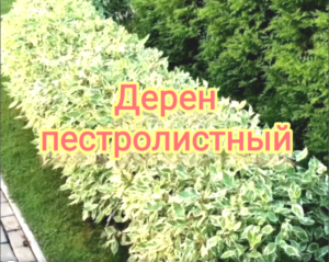 Дерен пестролистный. Уход.