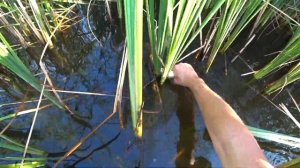 Ловля карпа на бутылки в камышах!