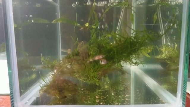 Эпиплатис факельный, нерест =)