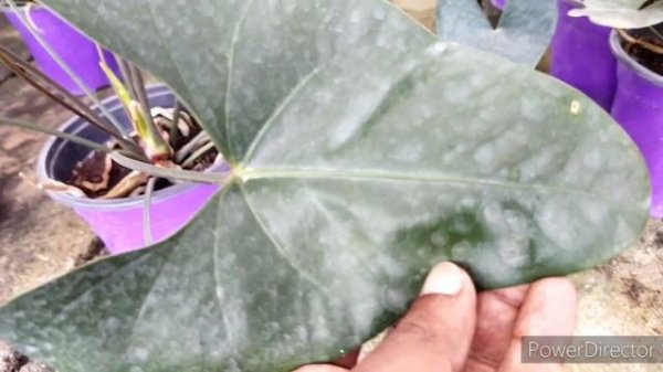 Anthurium Arrow "Brownii" Vs Anthurium "Black Beauty" - Difference Types of Similar Rare Anthurium