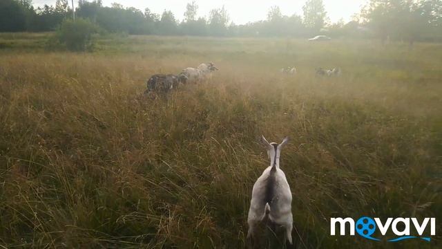 Собака напала на коз. смотреть онлайн