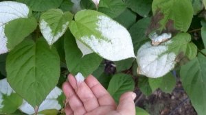 Актинидия цветет. Отличия женского и мужского цветка.