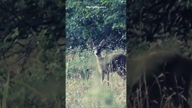 deer and animal "hunting" with my #Sony-FDR-AX53 #nature #asmr #camera #sony #animals #deer смотреть онлайн