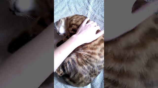 Очень агрессивные бенгалы (very Aggressive Bengals)