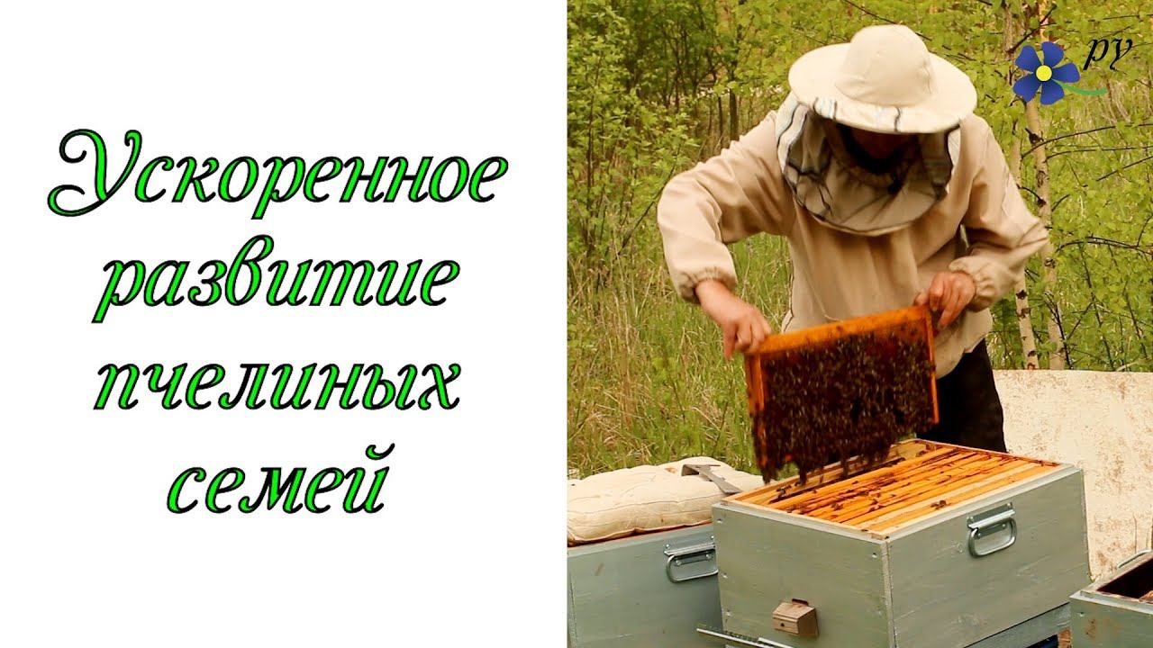 Ускоренное развитие пчелиных семей смотреть онлайн
