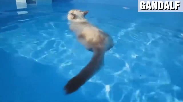 The Best Memes With Cats смотреть онлайн