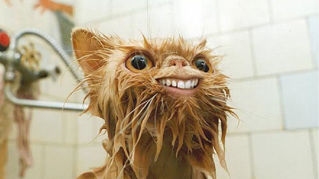 Я РЖАЛ ЦЕЛЫЙ ЧАС?ПОДБОРКА СМЕШНЫХ КОТОВ И СОБАК ДЛЯ ХОРОШЕГО НАСТРОЕНИЯ? #35 смотреть онлайн