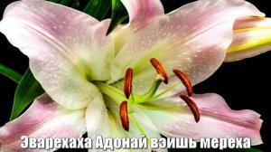 Благословение Аароново Числа 6:24-26 (на русском и иврите)