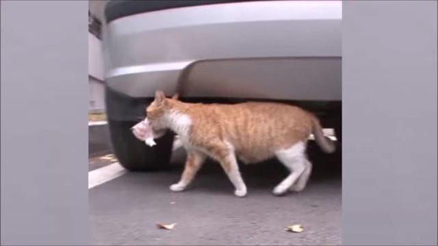 КОШКА УНОСИЛА ЕДУ С СОБОЙ. ЗАЧЕМ? смотреть онлайн