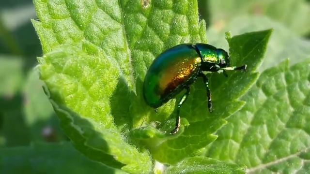 Жуки. Листоед зелёный мятный (Chrysolina herbacea) смотреть онлайн