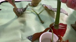 №11. Бегония. Обрезка и укоренение. Растения_из_кафе.