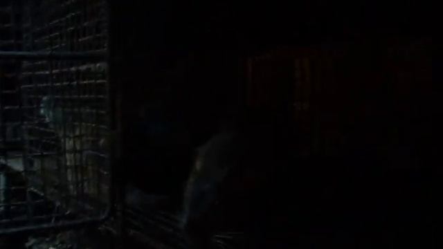 Создание косяка у нутрий и первичная проверка беременности. смотреть онлайн