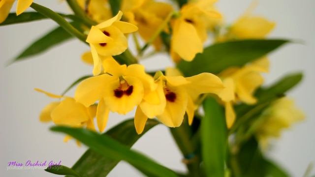 A Yellow Nobile Orchid! - Dendrobium Yellow Magic Festival смотреть онлайн