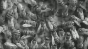 Старый фильм о пчёлах института пчеловодства СССР..mp4