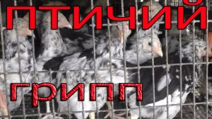 Вакцинация птицы от птичьего гриппа