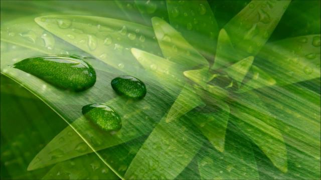 Forest Meditation ~ Relax Music смотреть онлайн