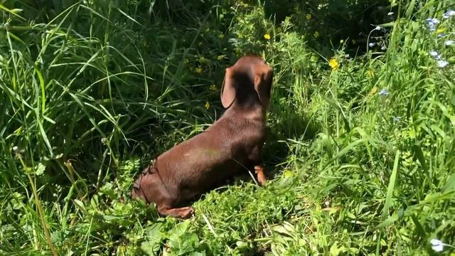 Эврика с Волчьей земли. Молодая девушка кроличья гладкошерстная такса смотреть онлайн