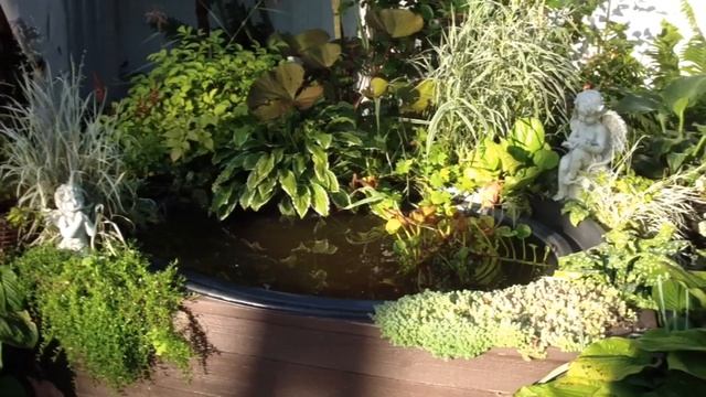 life story. Строим крыльцо. Прогулка по саду. Цветут флоксы, физостегия, хелоне и др. смотреть онлайн