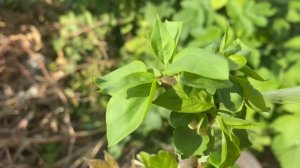 Сирень привитая на ясень.