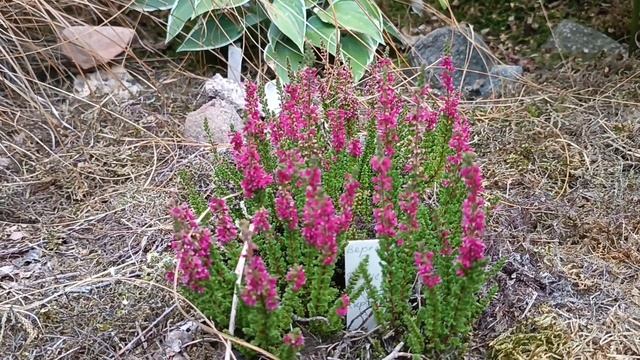 Вереск и Эрика! Яркие изюминки для сада