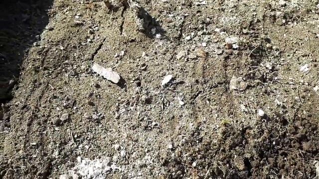 Сделайте это на посадках с лилиями обязательно! смотреть онлайн