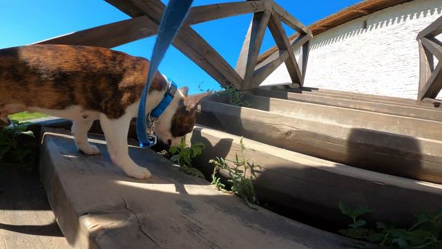 Бостон терьер и немного Пскова. #bostonterrier