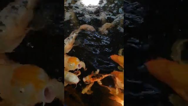 Карпы Кои,https://koi.cxua.biz,видео карпы кои,рыбки,услуги для пруда,садовый пруд смотреть онлайн