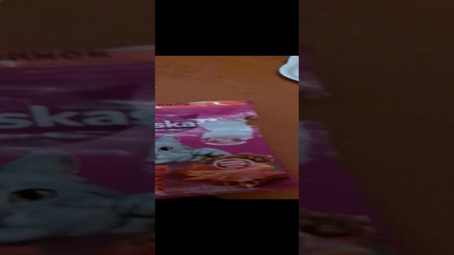 ??? Кушать подано! #мыужинаем #котикест #кормдлякошки