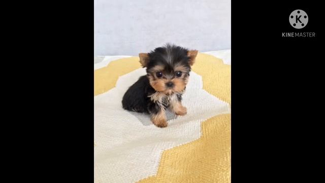 РАЗНОВИДНОСТИ:ЙОРКШИРСКИХ ТЕРЬЕРОВ смотреть онлайн