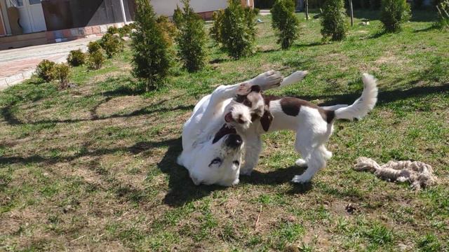 Алабайские игры. Когда не важен возраст и вес😆 смотреть онлайн