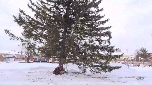Елка в Енисейске . (4 декабря 2021 г. в 14 час.) смотреть онлайн