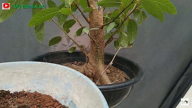 Ficus Racemosa From Harvesting