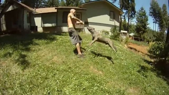 American Bully in action ?? / Американский Булли в деле ?? смотреть онлайн