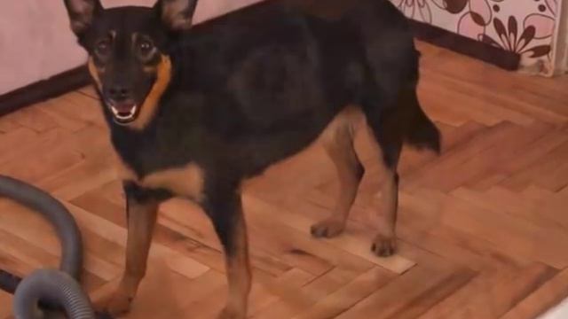 Клэр - Счастливая история о собаке из приюта смотреть онлайн