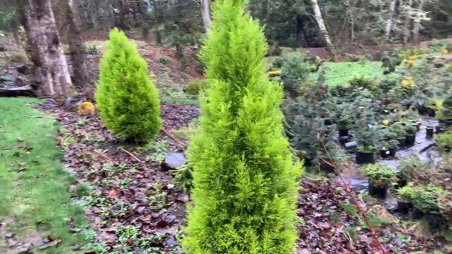Cupressus Macrocarpa 'Goldcrest' Golden Monterey Cypress#landscapedesignideas #conifers #plants