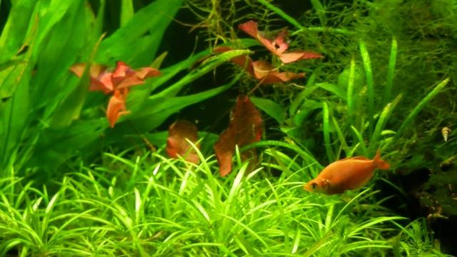 New Guinea Red Irian Rainbowfish - Glossolepis Incisus