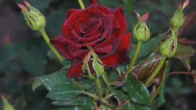 Роза Черная магия.