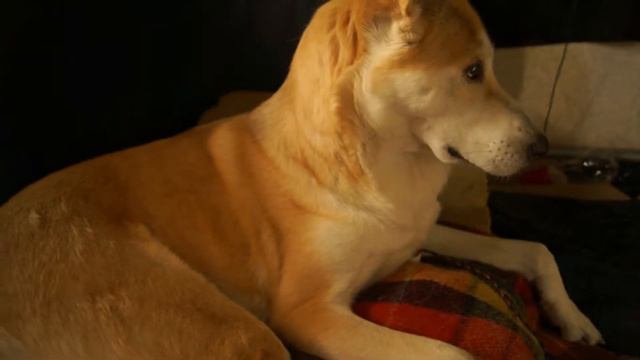 ЛИЗКА ХАННАНСКАЯ (CANAAN DOG)