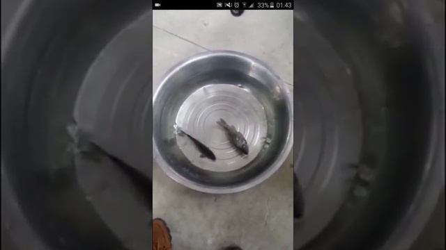 карась ожил после заморозки смотреть онлайн