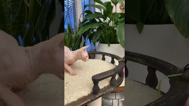 Нельсон. смотреть онлайн