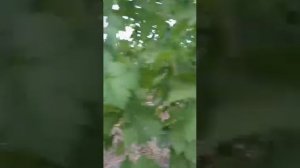 виноград Тимати