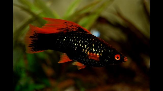 Аквариумная рыбка Меченосец! Уход и содержание! [#Меченосец] смотреть онлайн