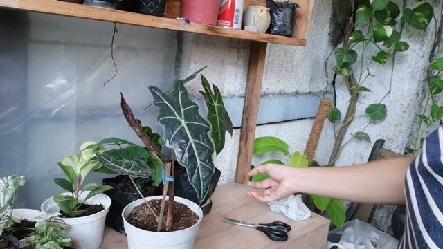Mine! Monstera Deliciosa ~ UNO's Garden - plants live online selling смотреть онлайн