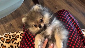 Всё просто! Как приучить щенка к пелёнке?