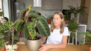 Калатея Варшевича. Требования к содержанию. Проблемы в уходе.