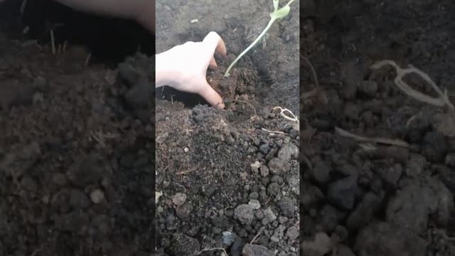 ВЫТЯНУТЫЙ АРБУЗ, ПОСАДКА! смотреть онлайн